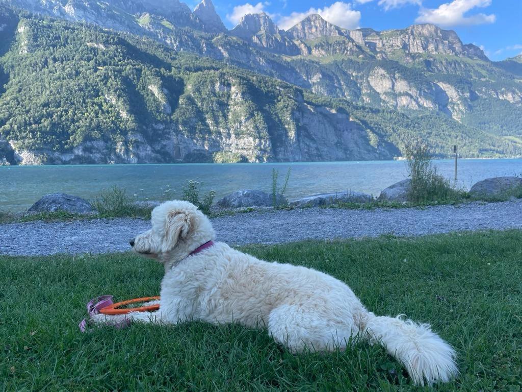Doodle'S Amazing Chalet -Walensee - Flumserberg - Churfirsten - Heidiland - Pool - Sauna Мольс Экстерьер фото